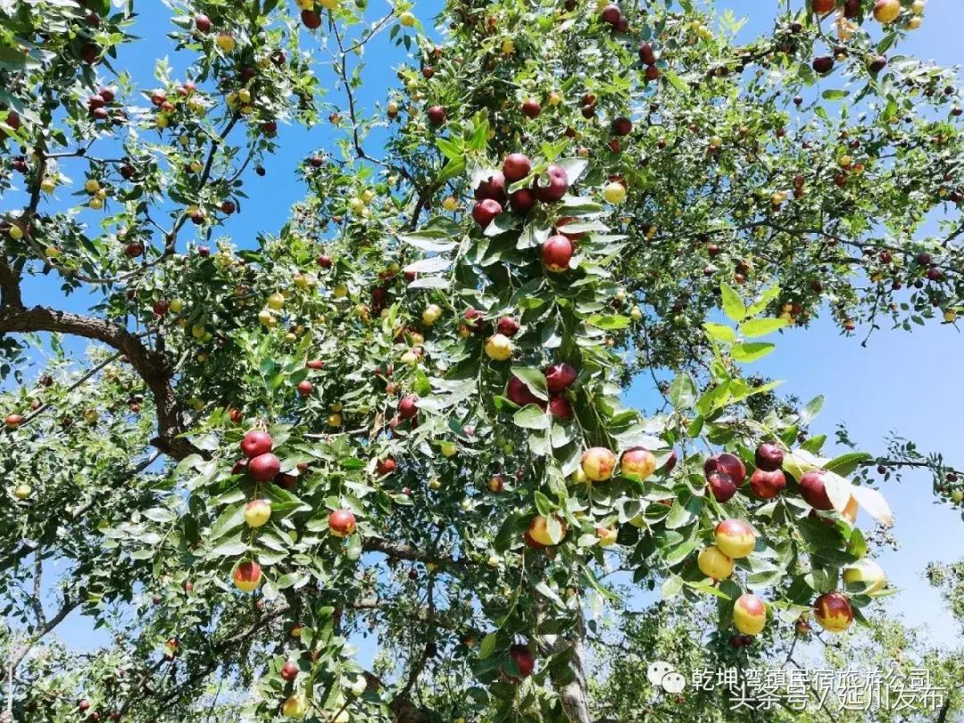 九月的碾畔民宿，红枣与你邂逅