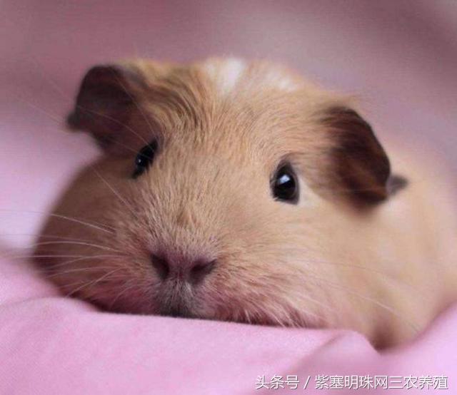 大型养殖荷兰猪新手入门必知,荷兰猪怎么养殖技术最好