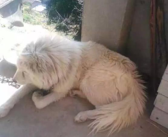 萨摩耶跟猪能一起养吗,萨摩耶和猪同养