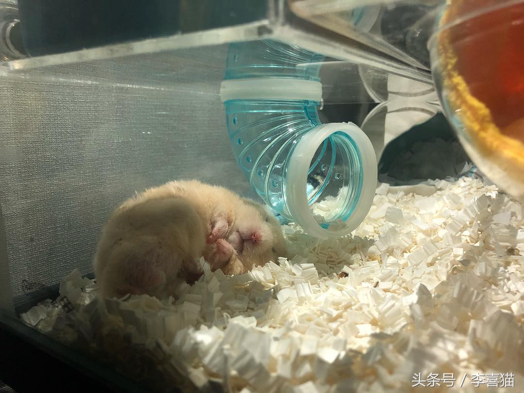 仓鼠金丝熊有多可爱,金丝熊胖胖的样子