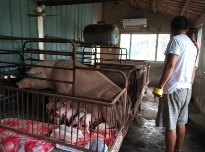 大叔，你是魔鬼么？为了让猪猪“长膘”，居然装空调？