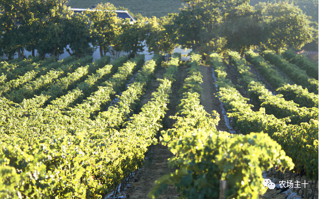 成为农业大户的条件,中国农场主的要求