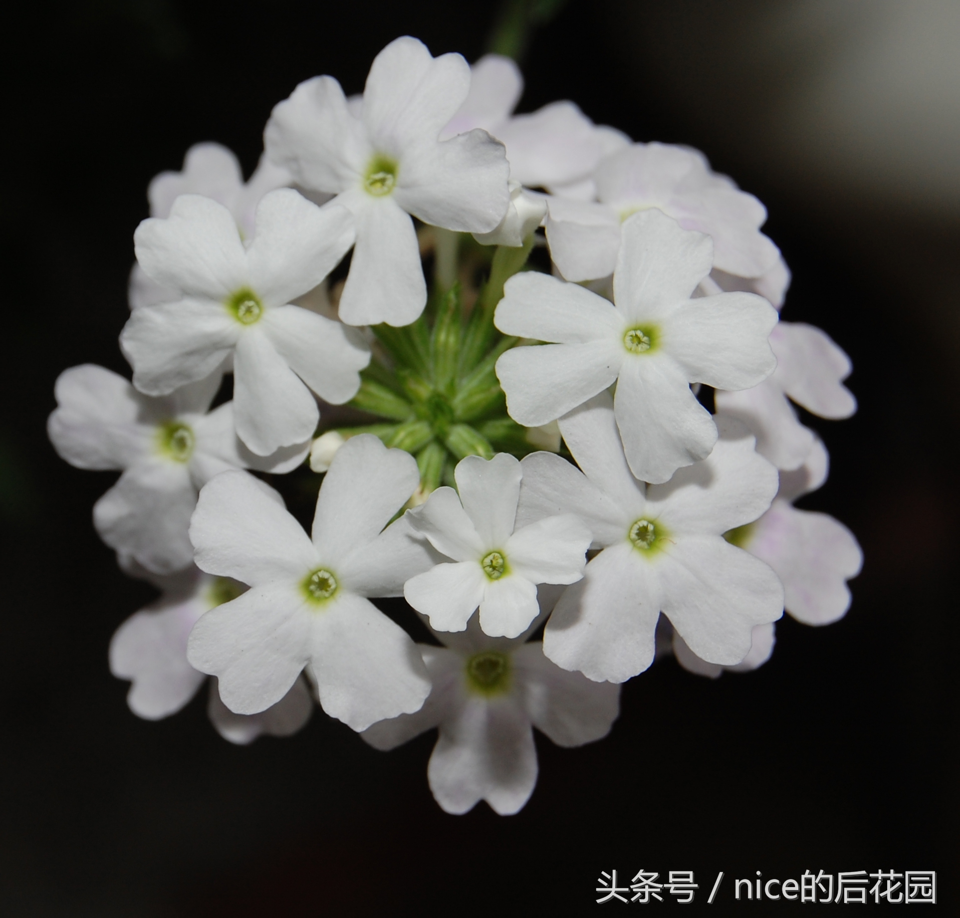 美女樱认不得？只怪它衣服太多