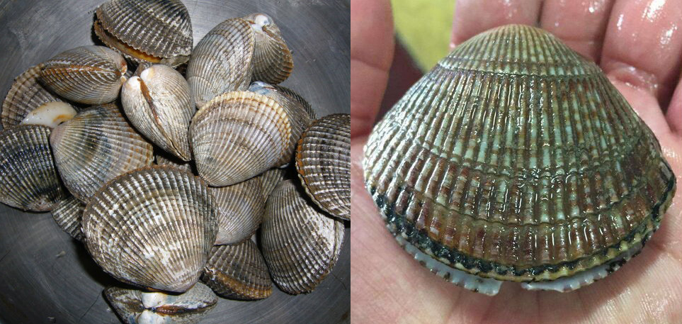 海边贝类种类,各种贝类的名称