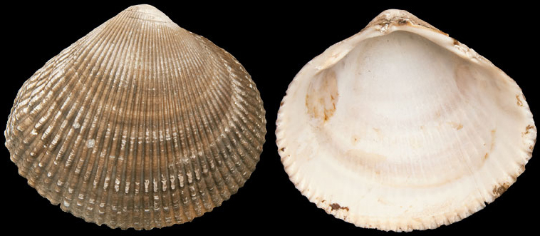 海边贝类种类,各种贝类的名称