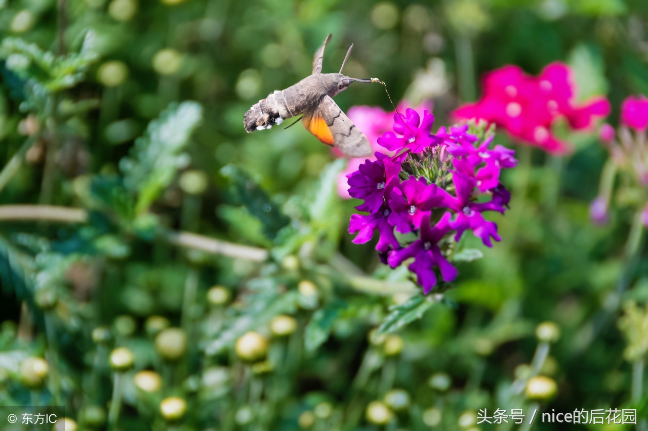 美女樱认不得？只怪它衣服太多