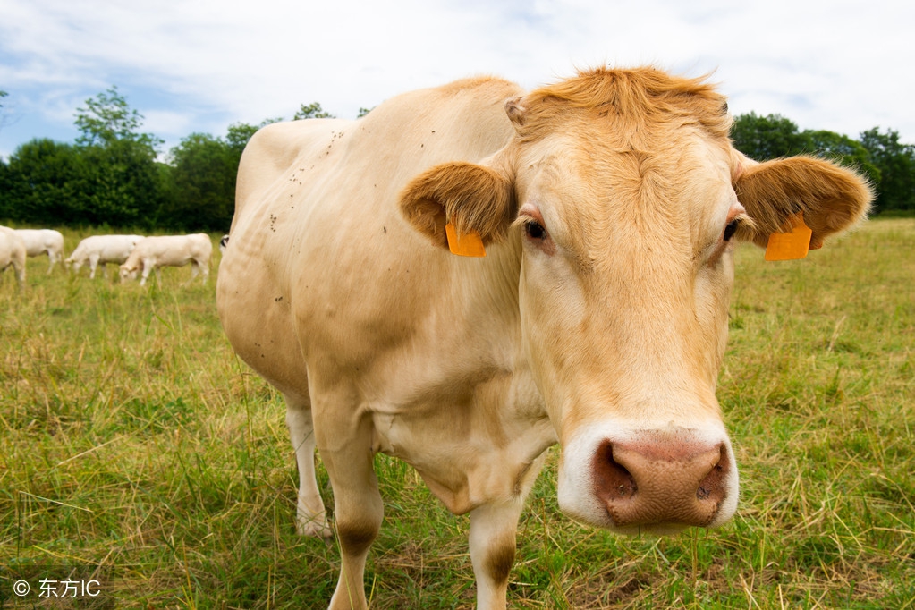 武汉有哪些好吃的火锅店,武汉比较有名的火锅店