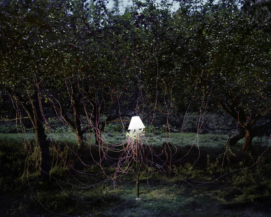 艺术家笔下的蔬菜,艺术家眼中的树