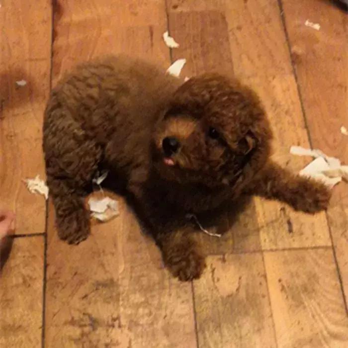 泰迪老是欺负其他狗怎么办,泰迪狗很凶要人怎么教育他