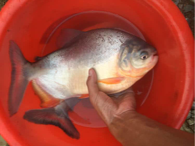 这白鲳鱼6元一斤,随便钓,有牙齿,非常凶猛,溜鱼特别爽