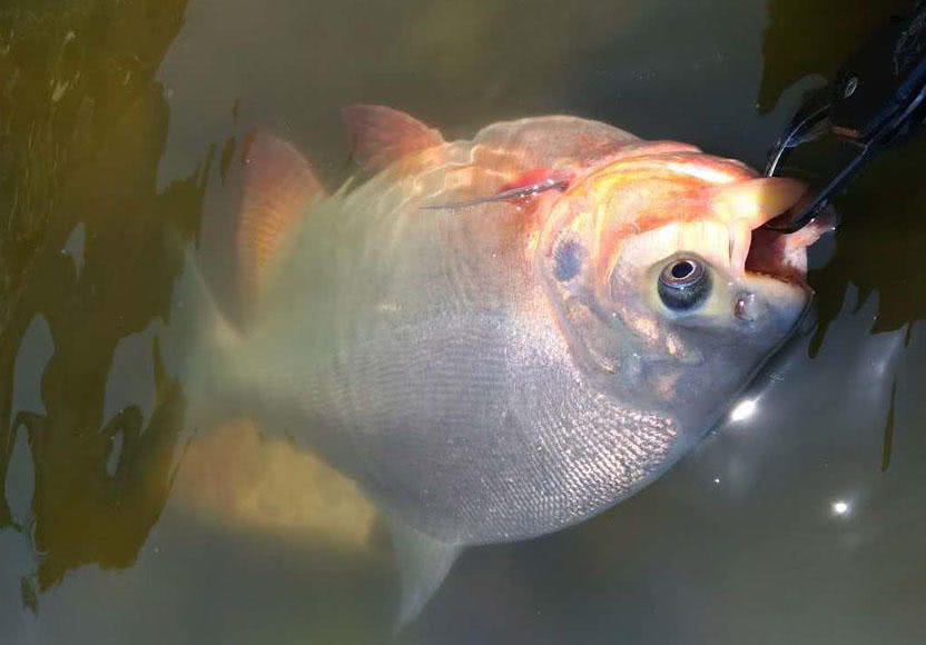 长尾银鲳鱼多少钱一斤,钓鲳鱼怎样溜鱼