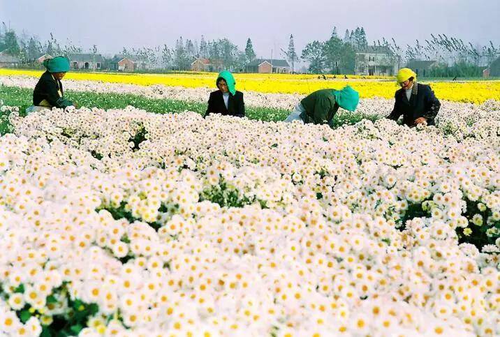 盐城以后有可能成为二线城市吗,盐城有望成为二线城市吗
