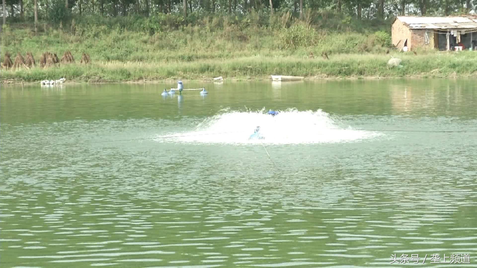 南美白对虾肤白貌美大长“腿”，父亲管养，女儿管卖！快来尝鲜！