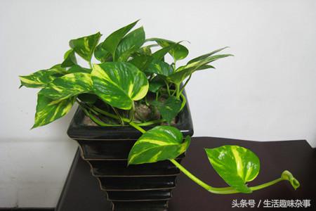 绿萝水培怎么养才能更旺盛一些,水培绿萝怎么养护长得才茂盛