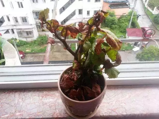 花肥施得太多花蔫了咋办,花肥施钾后多了怎么办