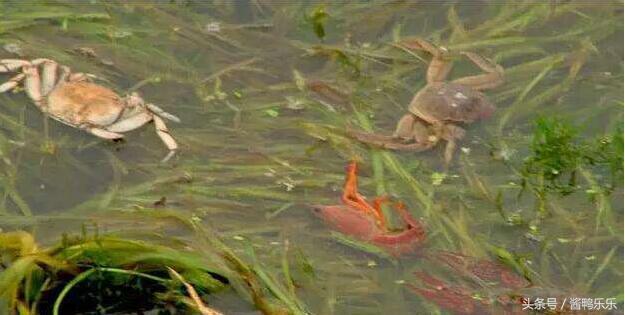 吃螃蟹应该怎么吃,食用螃蟹应注意的事项和营养价值