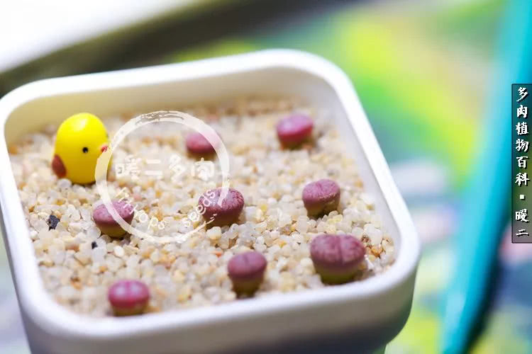 生石花播种后如何养护,生石花养护注意事项