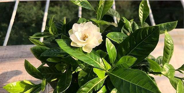 栀子花苞怎么能快速开放,如何让摘下的栀子花花苞开花