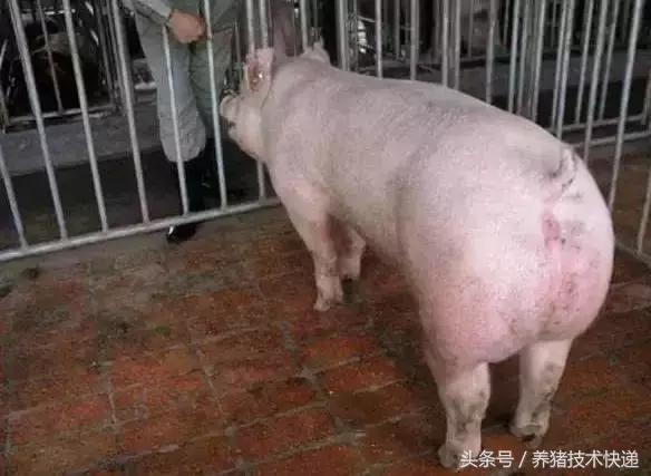 母猪配种的黄金时间表！