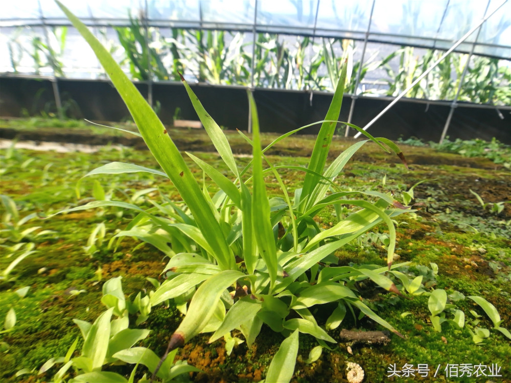 农村种植什么收益快又高,种植什么农作物成本小效益高