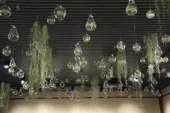 植物窗帘图案,植物窗帘效果图大全