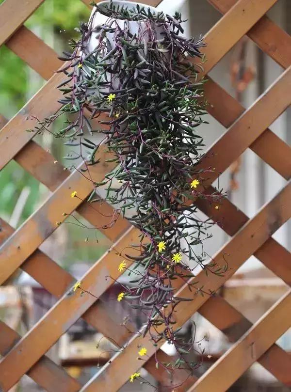 植物窗帘图案,植物窗帘效果图大全