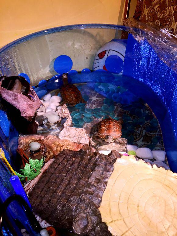 「龟友记录」萌妹子养龟全纪录（第一部）