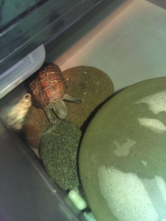 「龟友记录」萌妹子养龟全纪录（第一部）