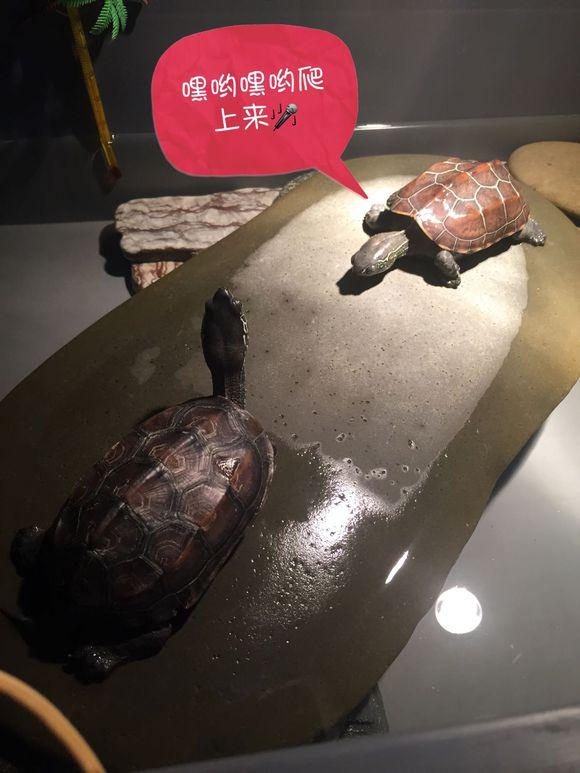 「龟友记录」萌妹子养龟全纪录（第一部）