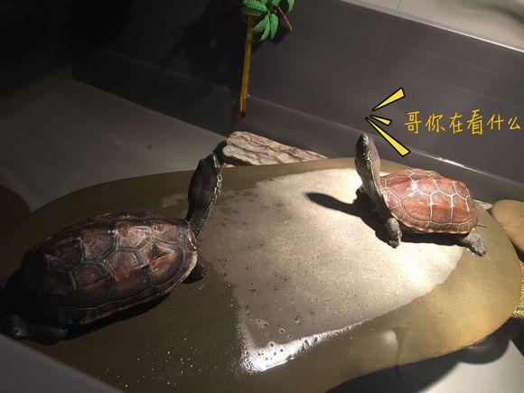 「龟友记录」萌妹子养龟全纪录（第一部）