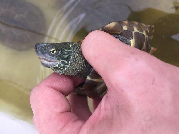 「龟友记录」萌妹子养龟全纪录（第一部）