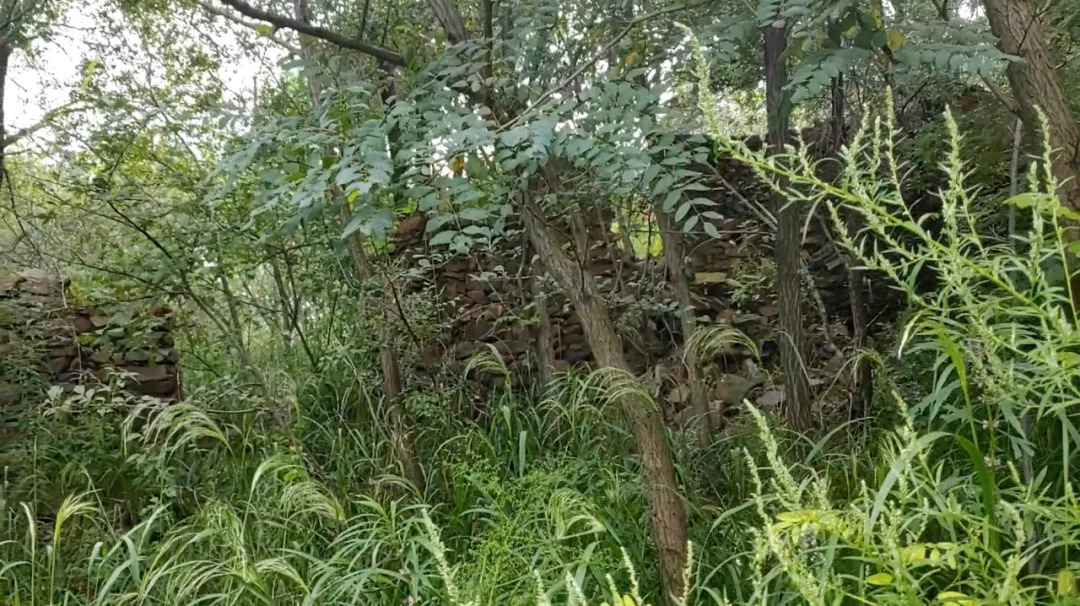 84岁保外就医被拒完整视频,河北六旬老人被救助