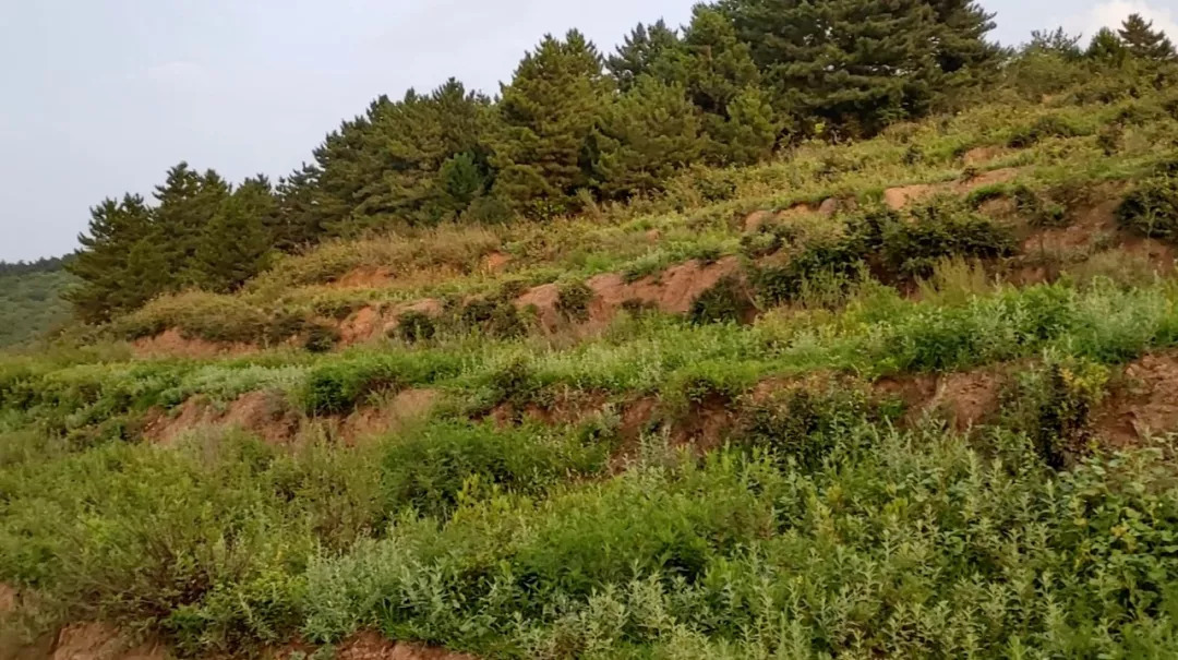 84岁保外就医被拒完整视频,河北六旬老人被救助