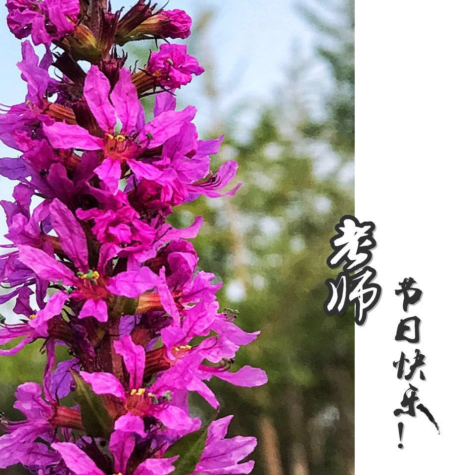 怎样制作节日图片软件,手机怎么做图片加文字表格