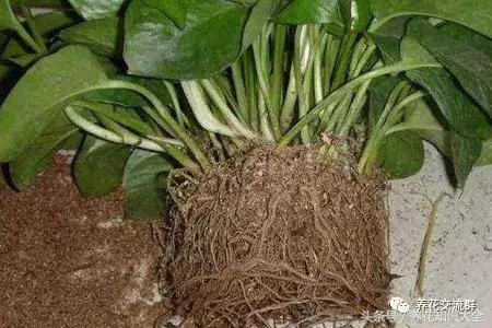 水培绿萝怎么养护长得才茂盛,刚种植的大盆绿萝柱怎么养护