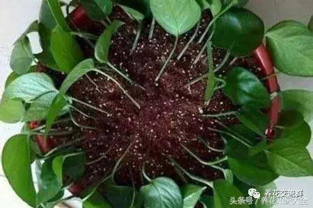 水培绿萝怎么养护长得才茂盛,刚种植的大盆绿萝柱怎么养护