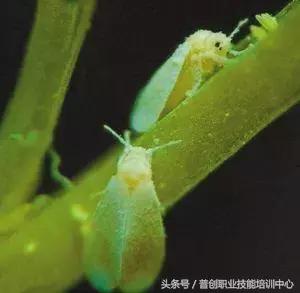 种菜病虫害的防治口诀,种菜小知识大全预防病虫害