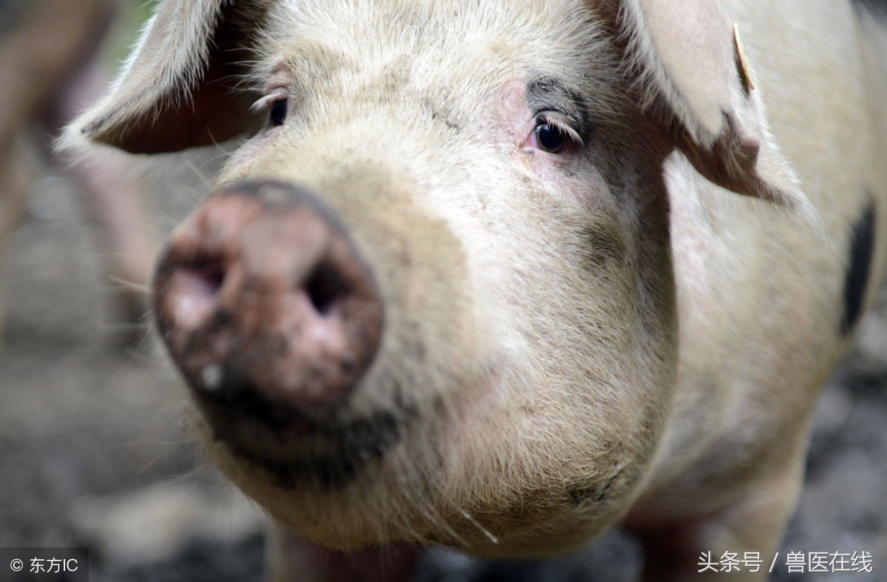 母猪产程过长导致死胎,母猪产程延长的后遗症