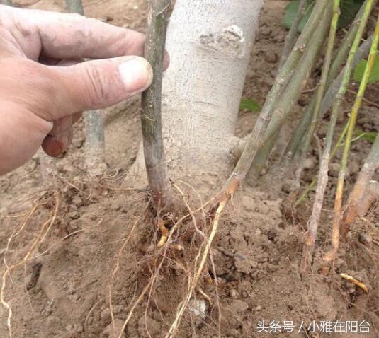 无花果枝繁叶茂,刚刚种的无花果怎么提高成活率