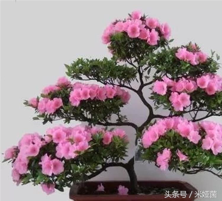 杜鹃花得了黑斑病怎么治好,杜鹃花有黑色斑点怎么回事