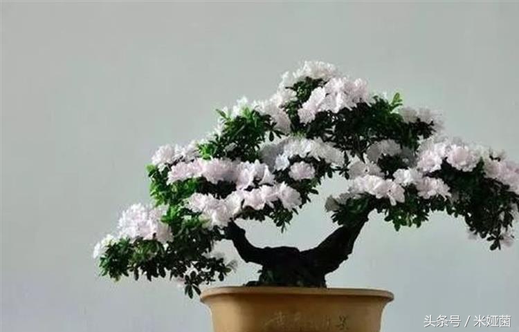 杜鹃花得了黑斑病怎么治好,杜鹃花有黑色斑点怎么回事