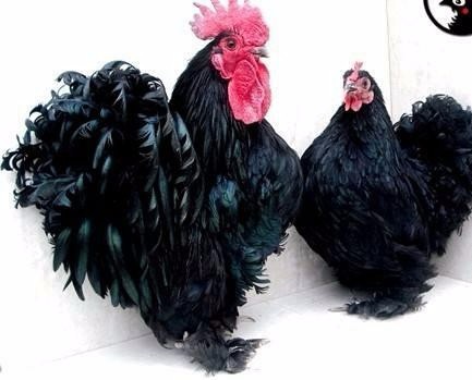 宠物鸟都有什么,宠物鸟都有哪些种