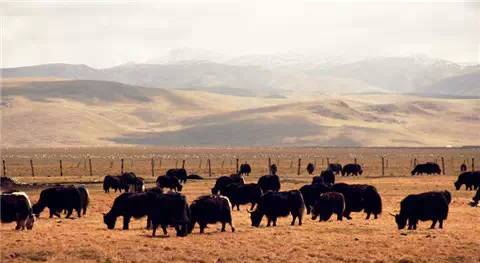 藏西的风景,藏西有哪些景点