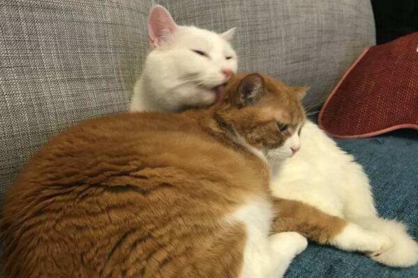 中华田园猫真的不如宠物猫吗,中华田园猫也可以当橘猫