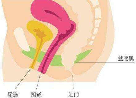 孕期健康：你必须要做的一种运动，盆底肌力量训练