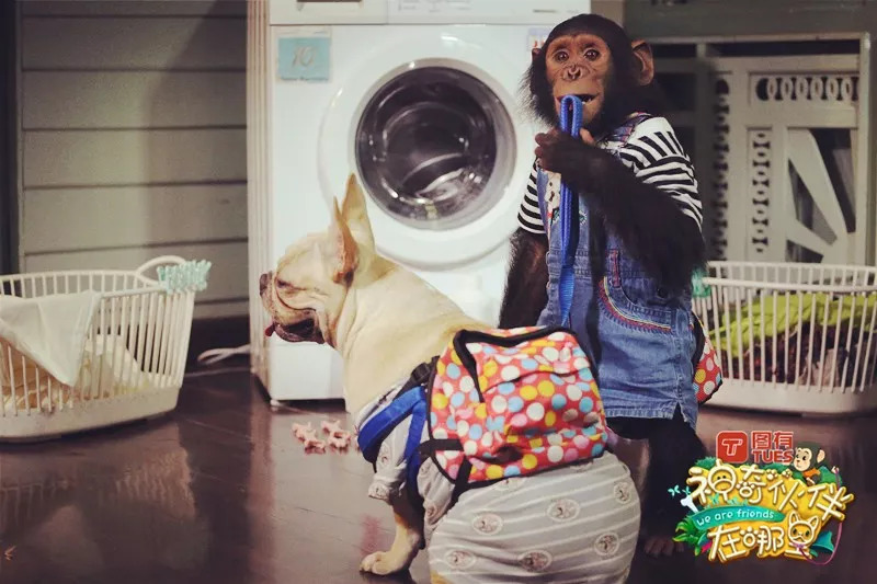 神奇伙伴在哪里8期,浙江卫视神奇伙伴在哪里