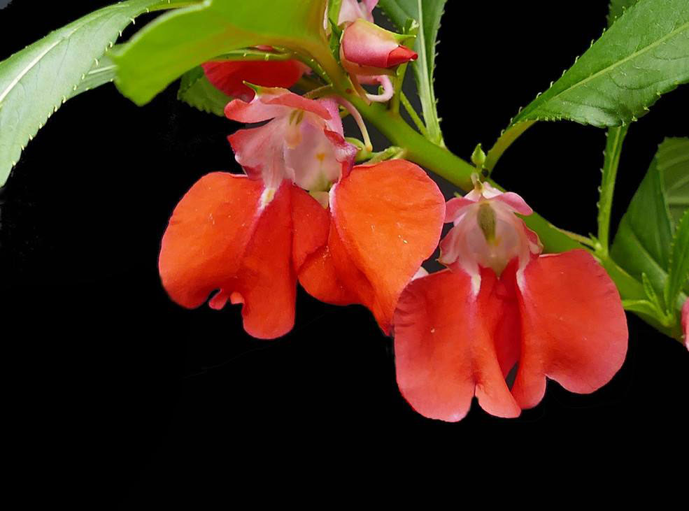 属鸡人养什么植物最旺,十二生肖幸运植物