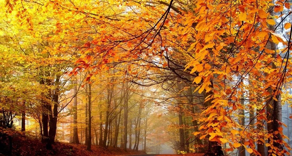 赏秋必去的十个地方地图,北京赏秋十大打卡地