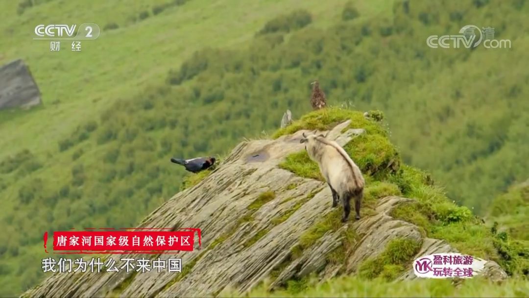 魅力中国城是为了什么,魅力中国城广元视频