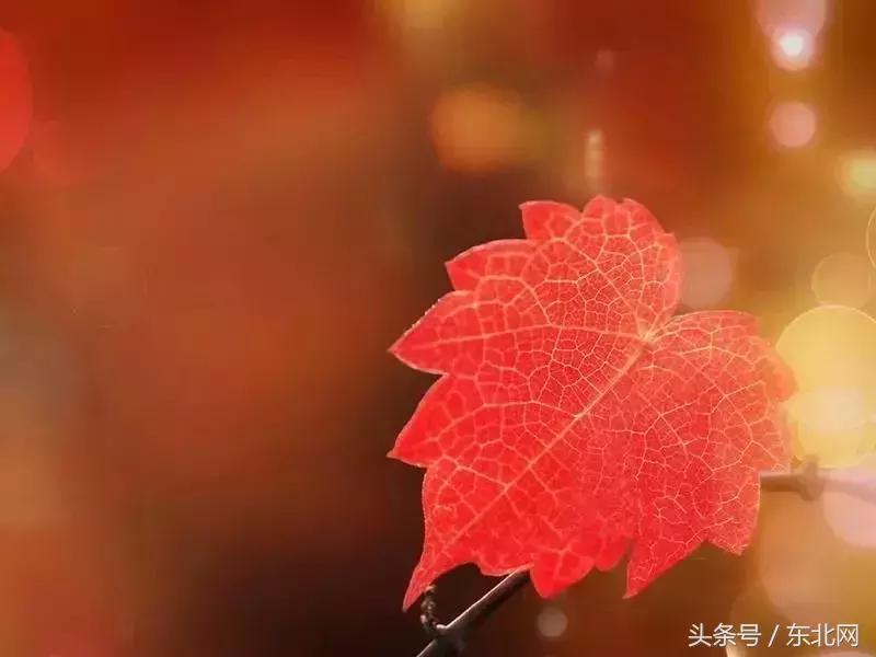 北京秋天一定要看的美景,北京秋天到处都是天堂般的美